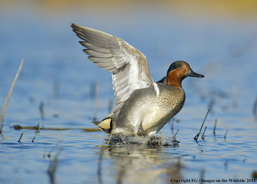 Green-winged teal in habitat.