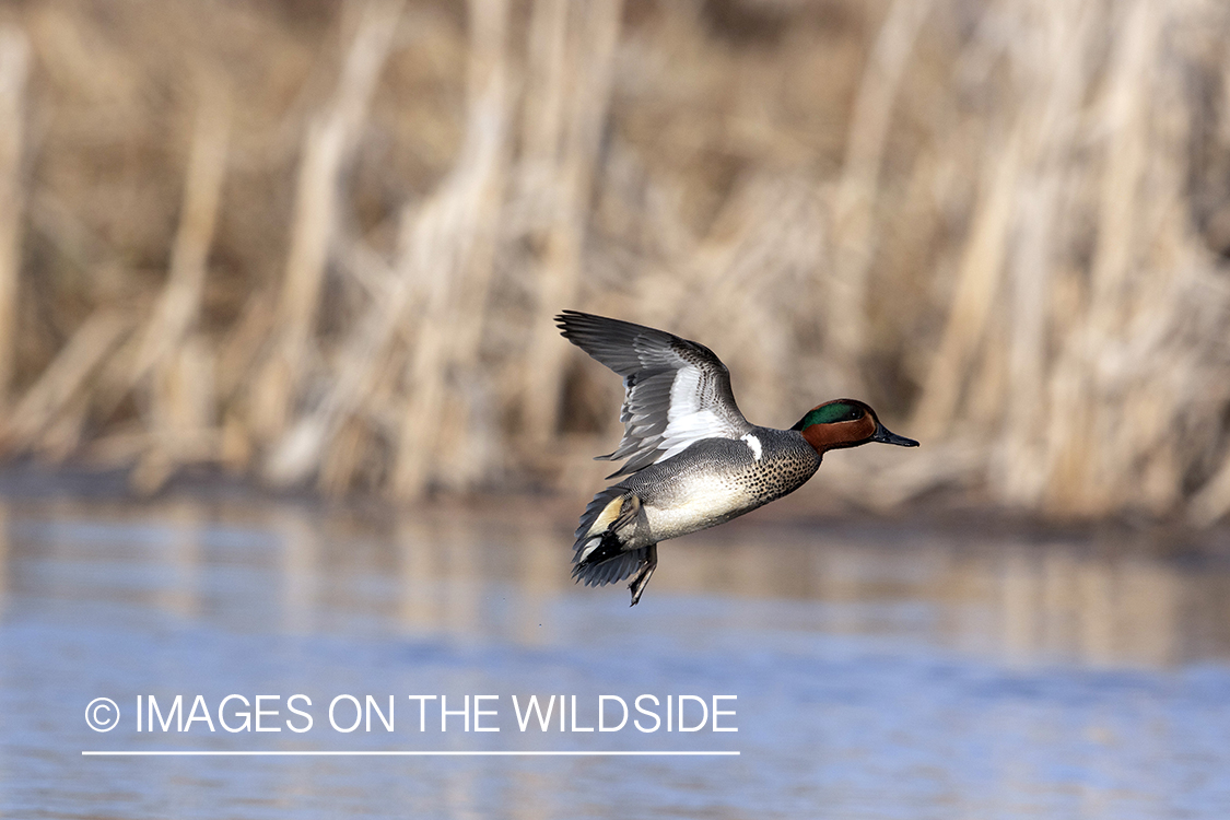 Green-winged Teal in flight.