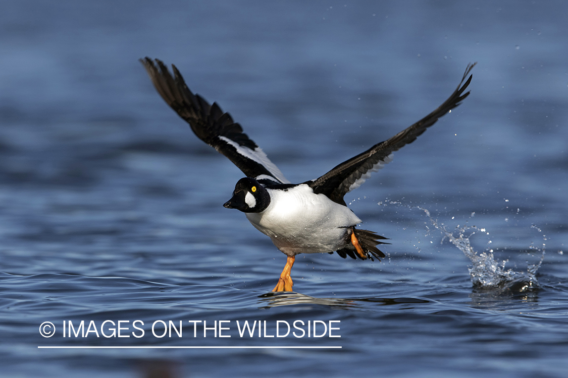 Common Goldeneye in flight over water.