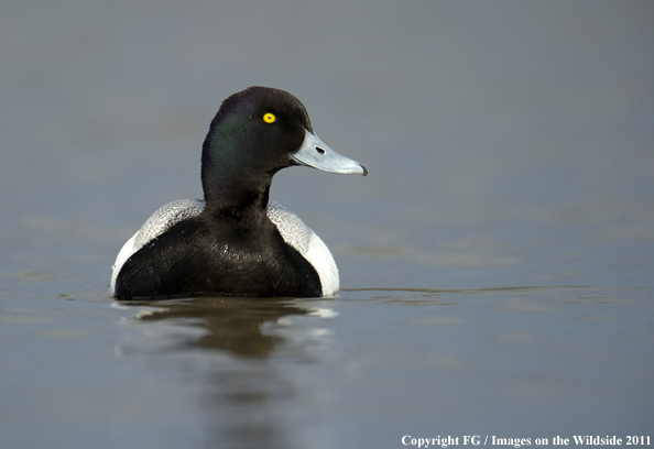 Lesser Scaup on water. 