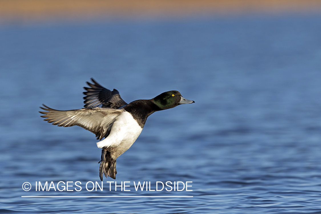 Greater Scaup in flight.