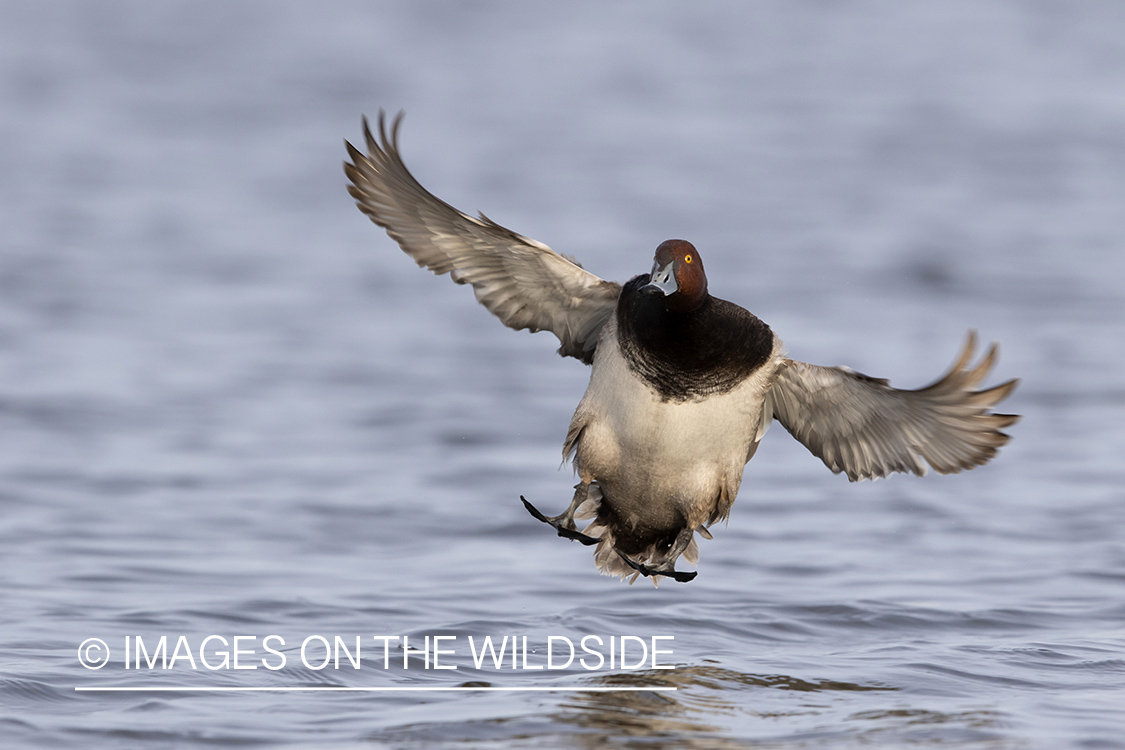 Redhead duck in flight.