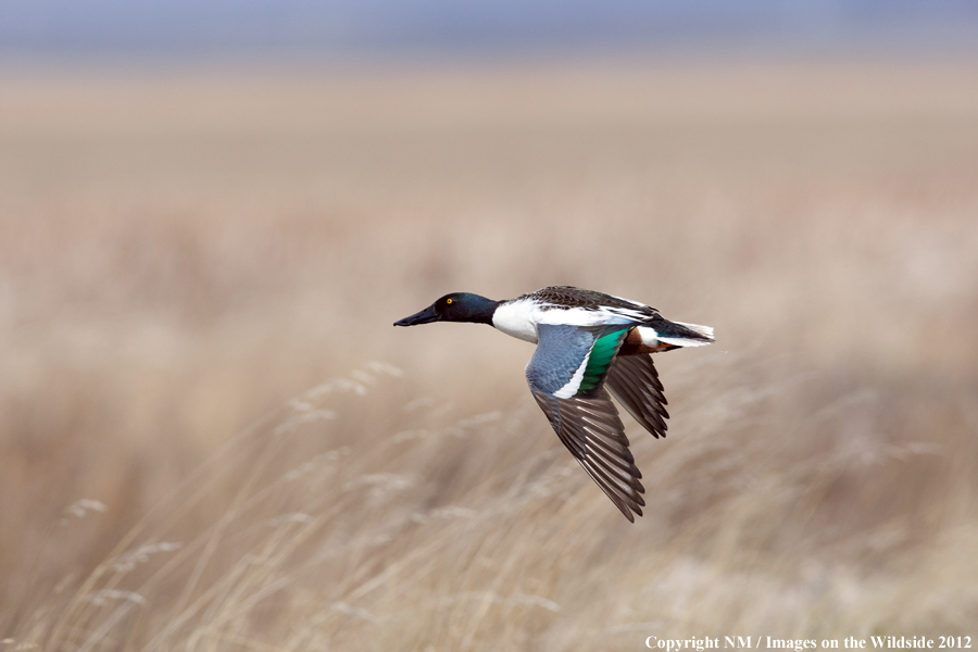 Shoveler in flight.