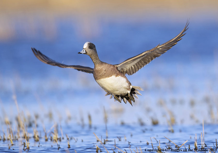 Wigeon duck in flight.