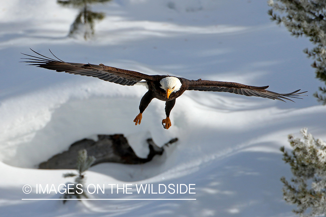 Bald eagle in flight.