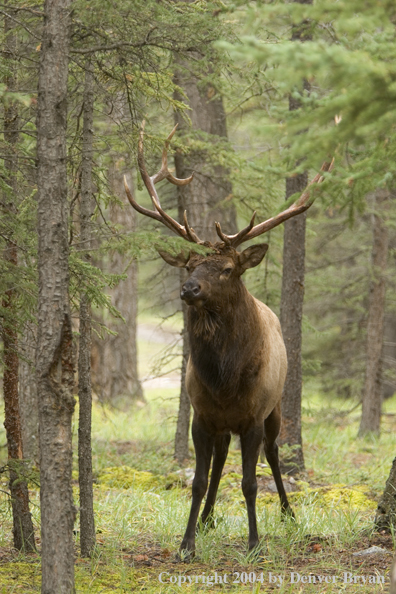 Rocky Mountain bull elk in habitat.