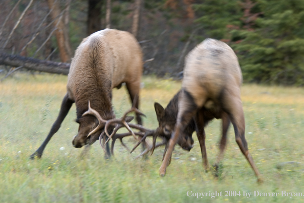 Rocky Mountain bull elk fighting.