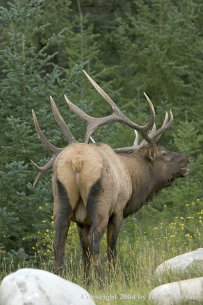 Rocky Mountain bull elk bugling.