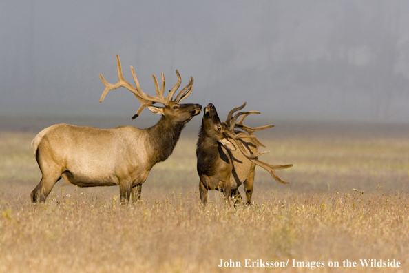 Bull elk in velvet.