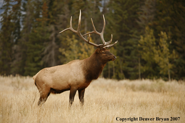 Rocky Mountain Elk in field