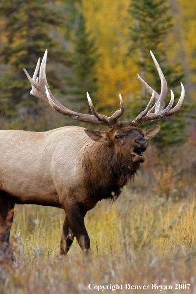 Rocky Mountain Elk bugling