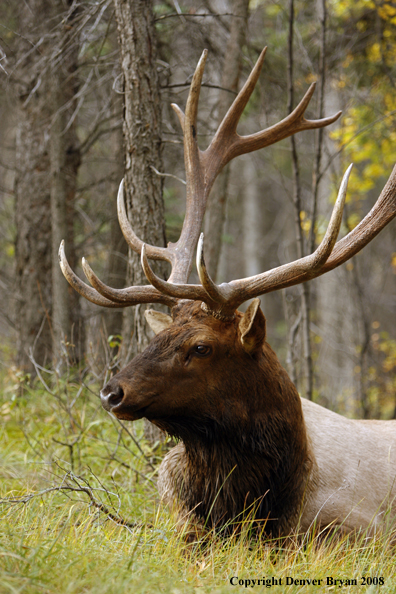 Rocky Mountain Elk 