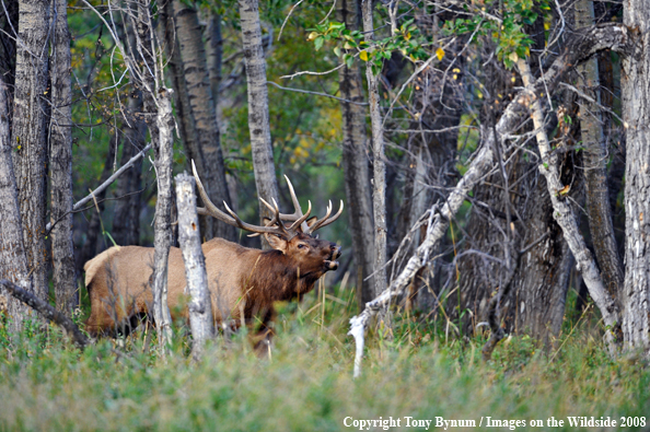 Bull Elk in field