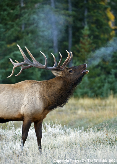 Bull Elk in field