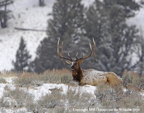 Rocky Mountain Bull Elk