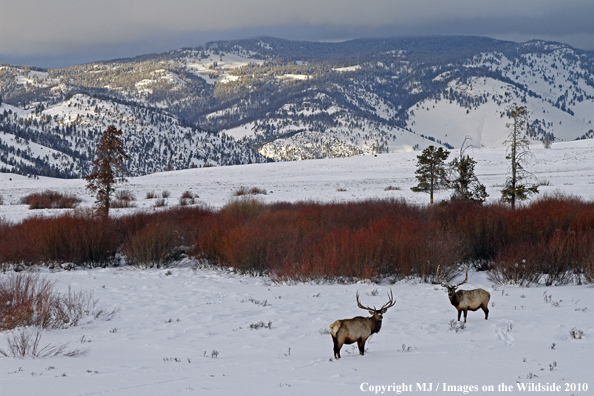 Rocky Mountain Bull Elk in habitat. 