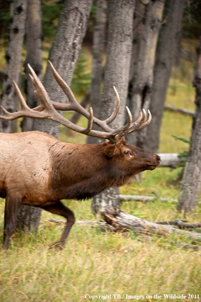 Bull elk in forest. 