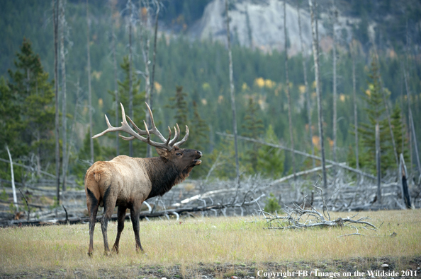 Rocky Mountain bull elk bugling. 