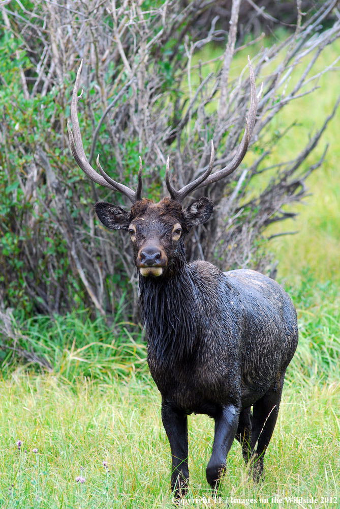 Bull elk in habitat. 