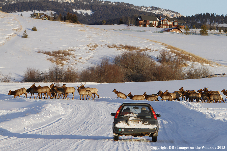 Elk crossing road near urban area during winter.