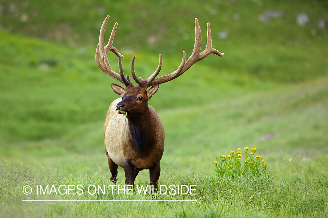 Rocky Mountain Elk in velvet.
