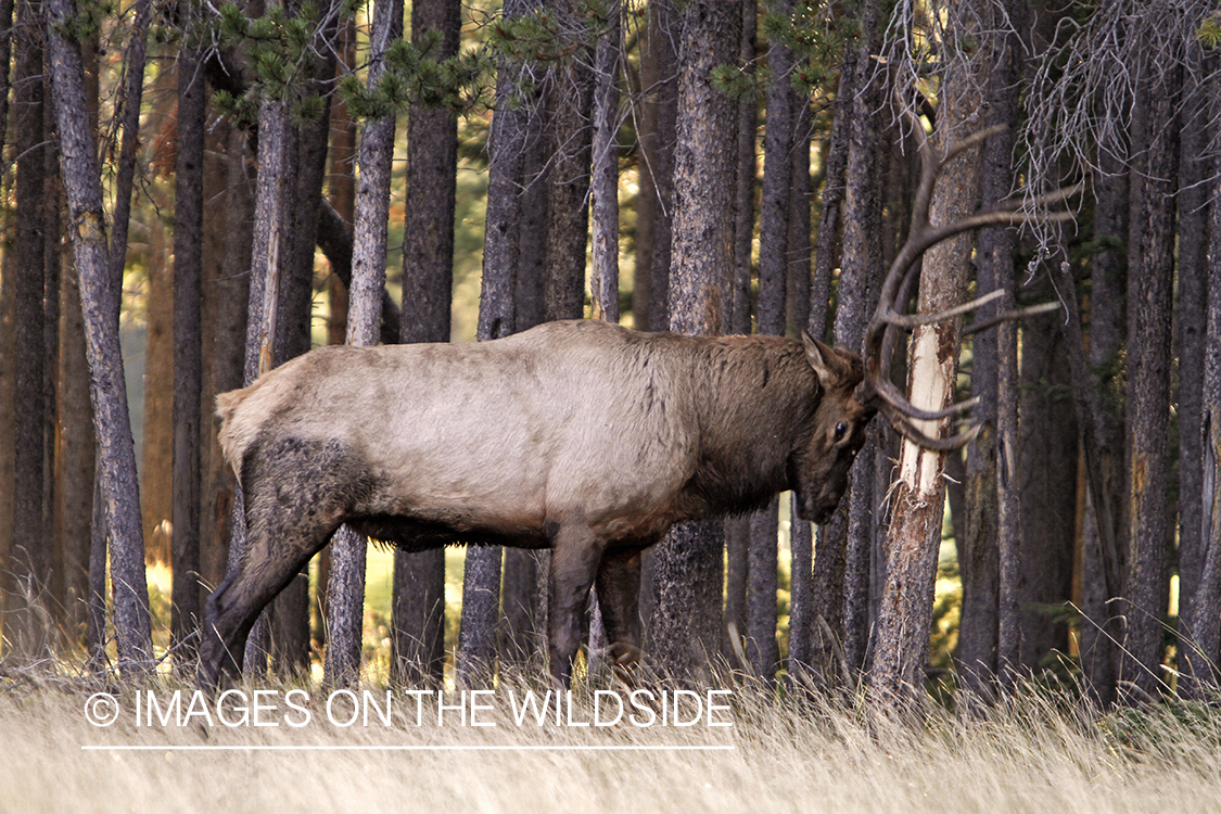 Rocky Mountain Bull Elk rubbing on tree in habitat.