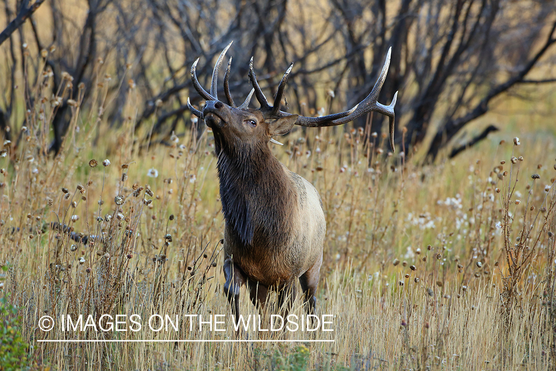 Rocky Mountain Bull Elk in habitat.