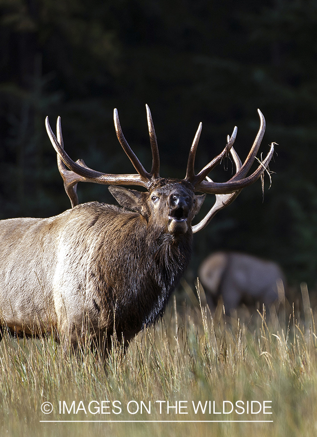 Bull elk bugling.