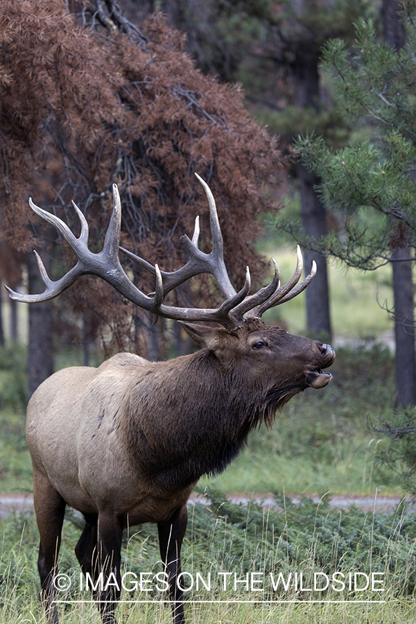 Bull elk bugling.