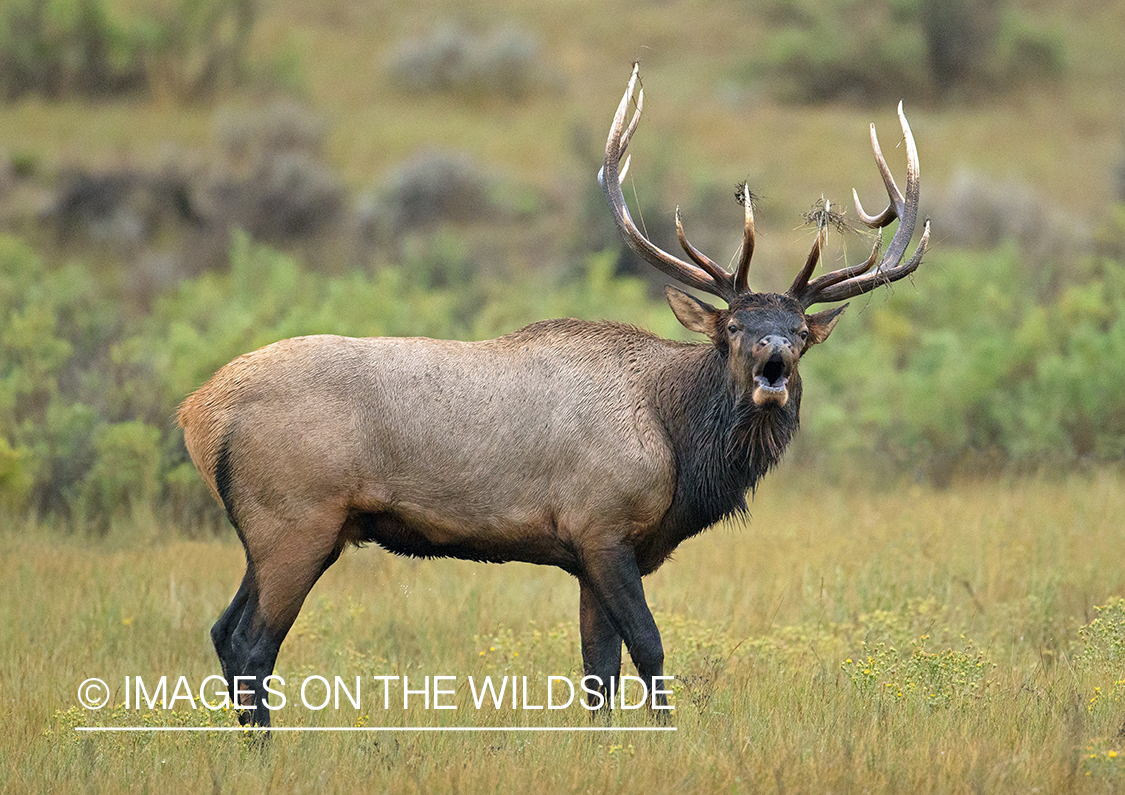 Bull elk bugling in field.