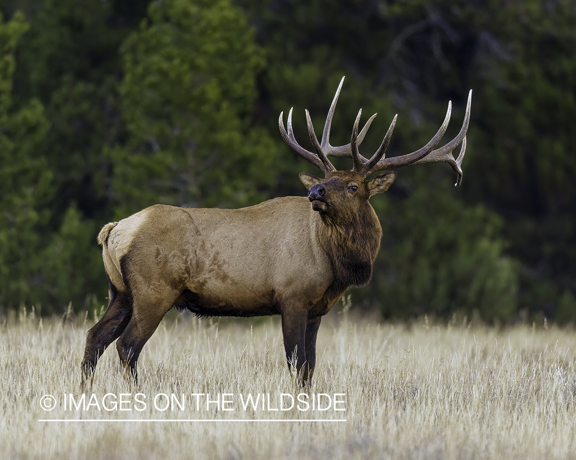 Bull elk in habitat.