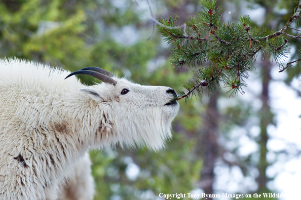 Billy Mountain Goat