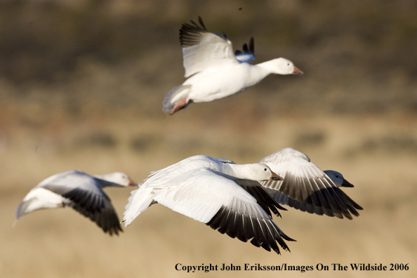 Snow geese in flight.