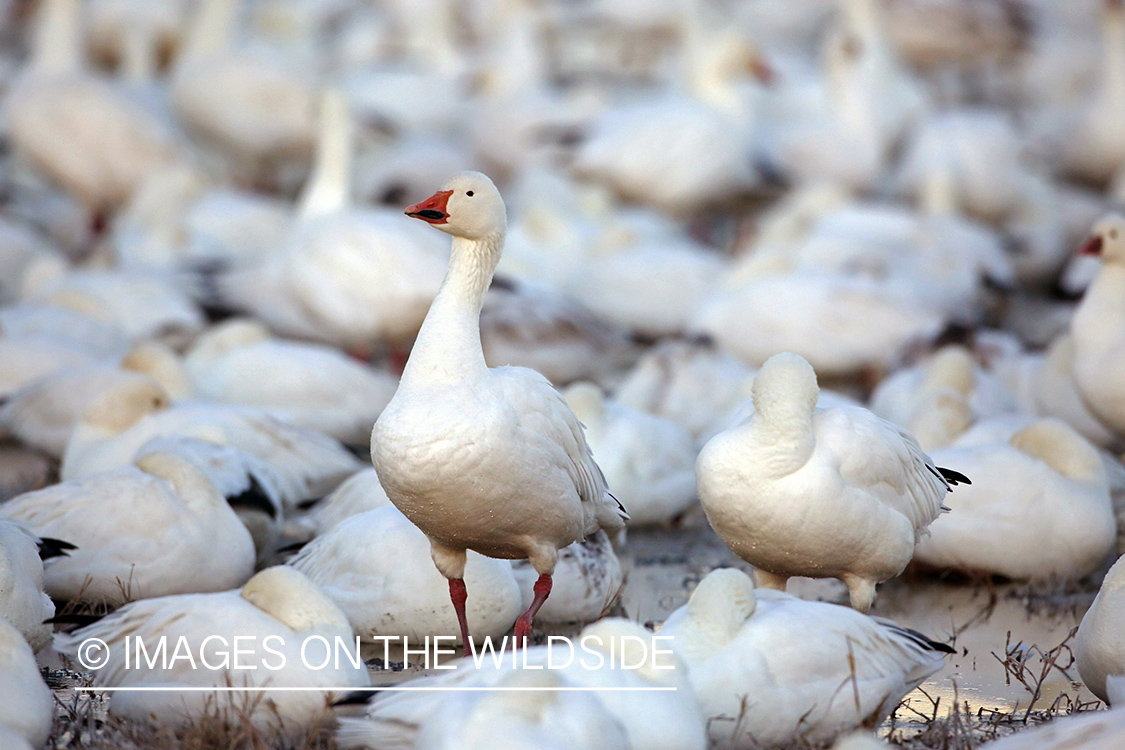 Snow geese in habitat.