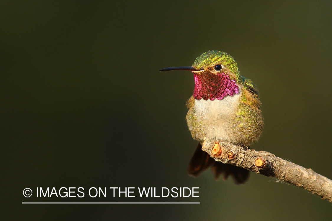 Broad-tailed Hummingbird on tree branch.