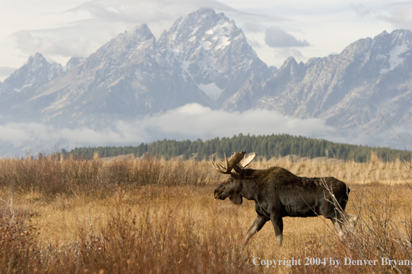 Shiras bull moose.  Grand Tetons in background.