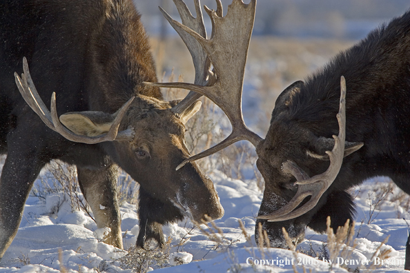 Shiras bull moose battling in habitat.