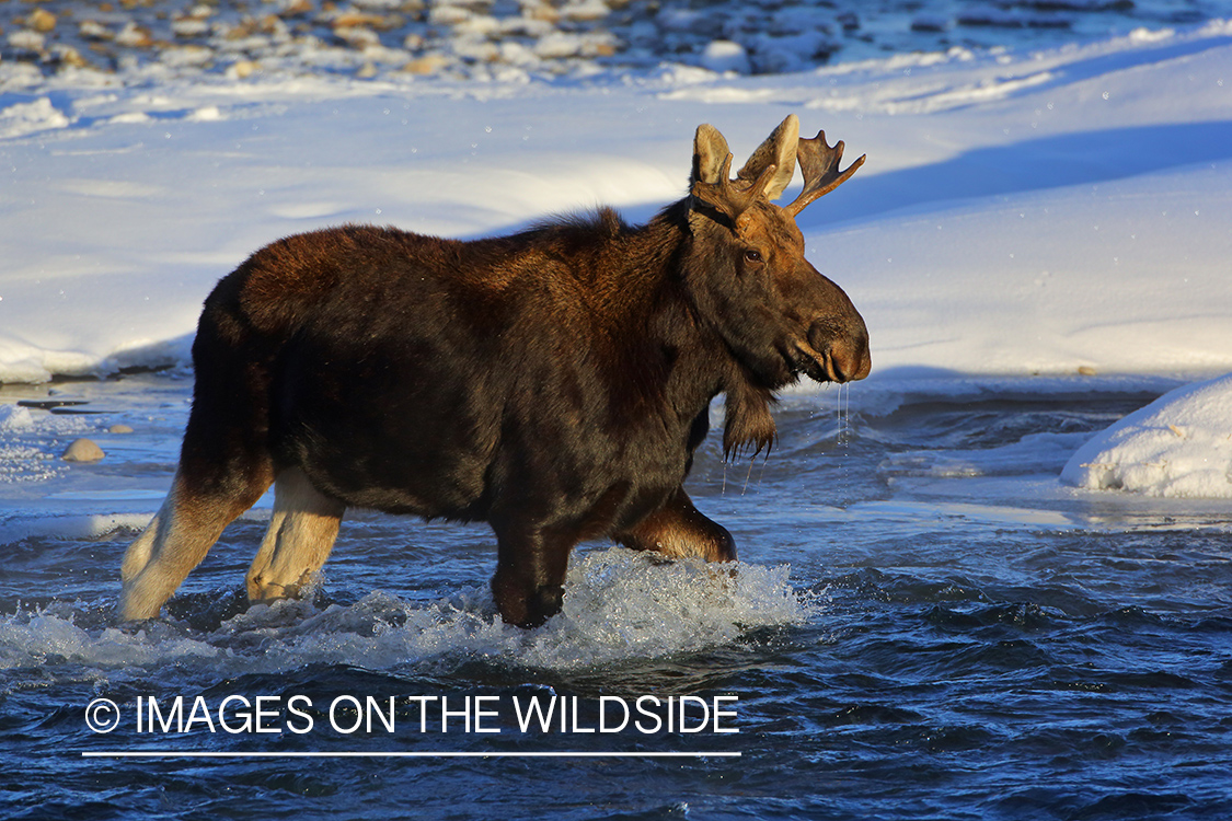 Shiras moose in winter.