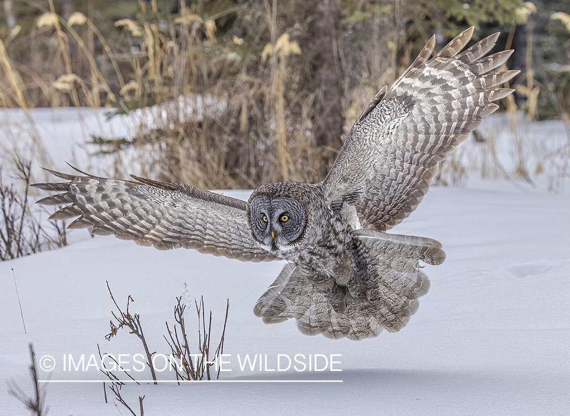 Great Grey Owl in habitat.