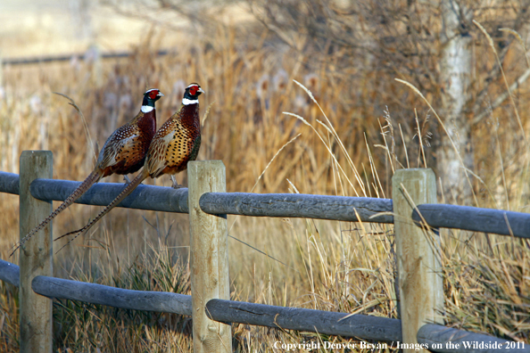 Rooster pheasants on fence. 