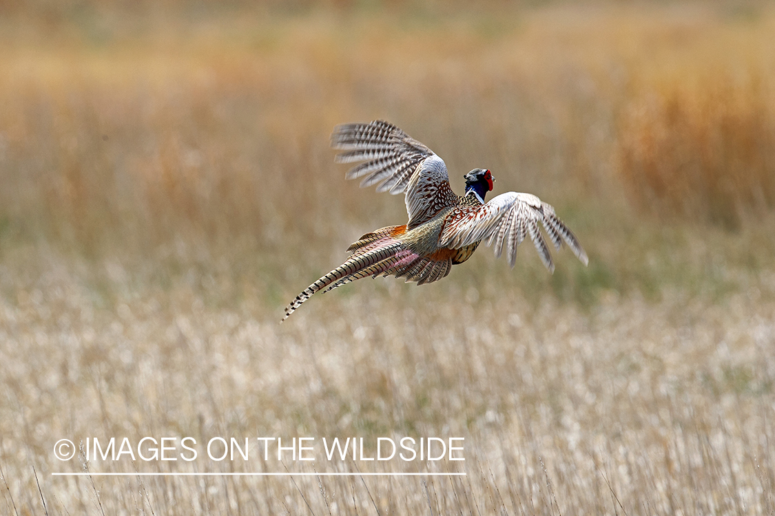 Ring-necked pheasant in flight.