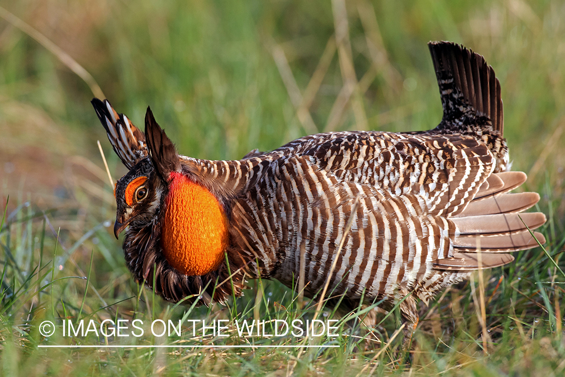 Prairie Chicken in habitat.