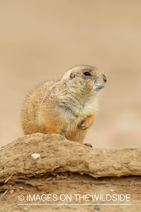 Prairie dog in habitat.