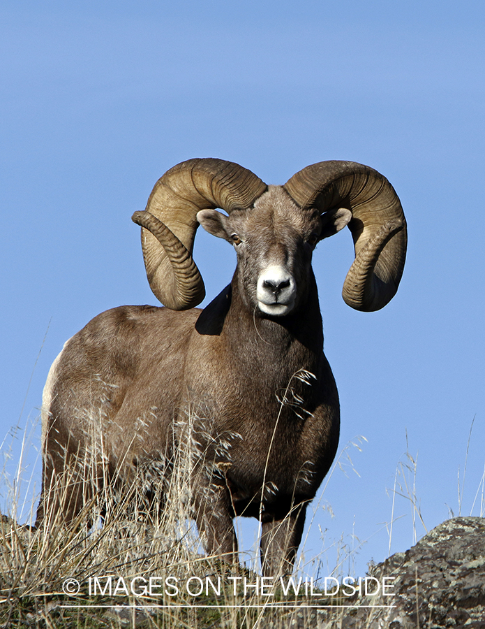 Rocky Mountain bighorn sheep in field.