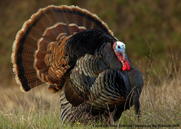 Eastern Wild Turkey