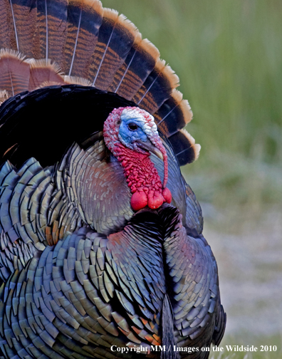 Wild eastern turkey in full display.