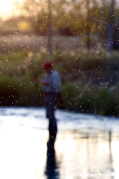 Flyfisherman in stream