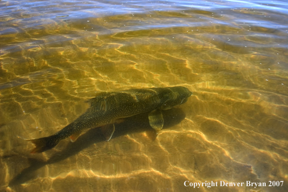 Lake trout on fly.