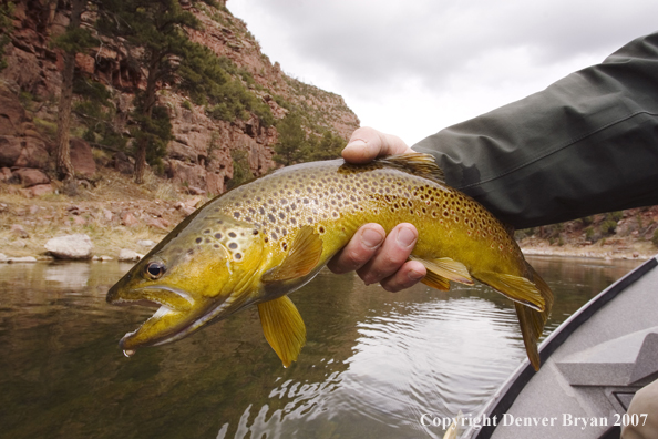 Brown trout being released by fisherman.