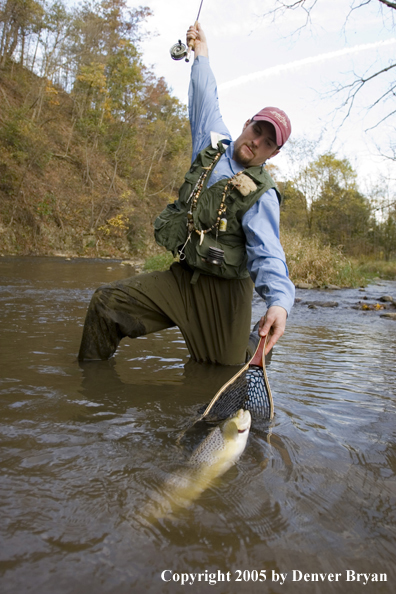 Flyfisherman netting nice brown trout on creek.